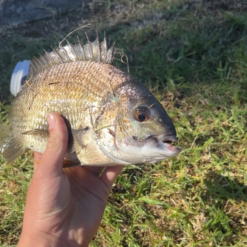 Southern black bream caught on Fishbrain