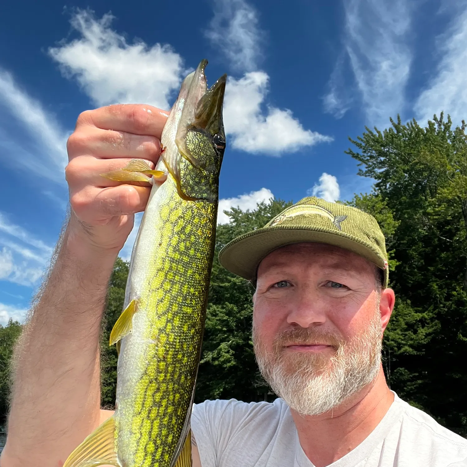 Chain pickerel caught on Fishbrain