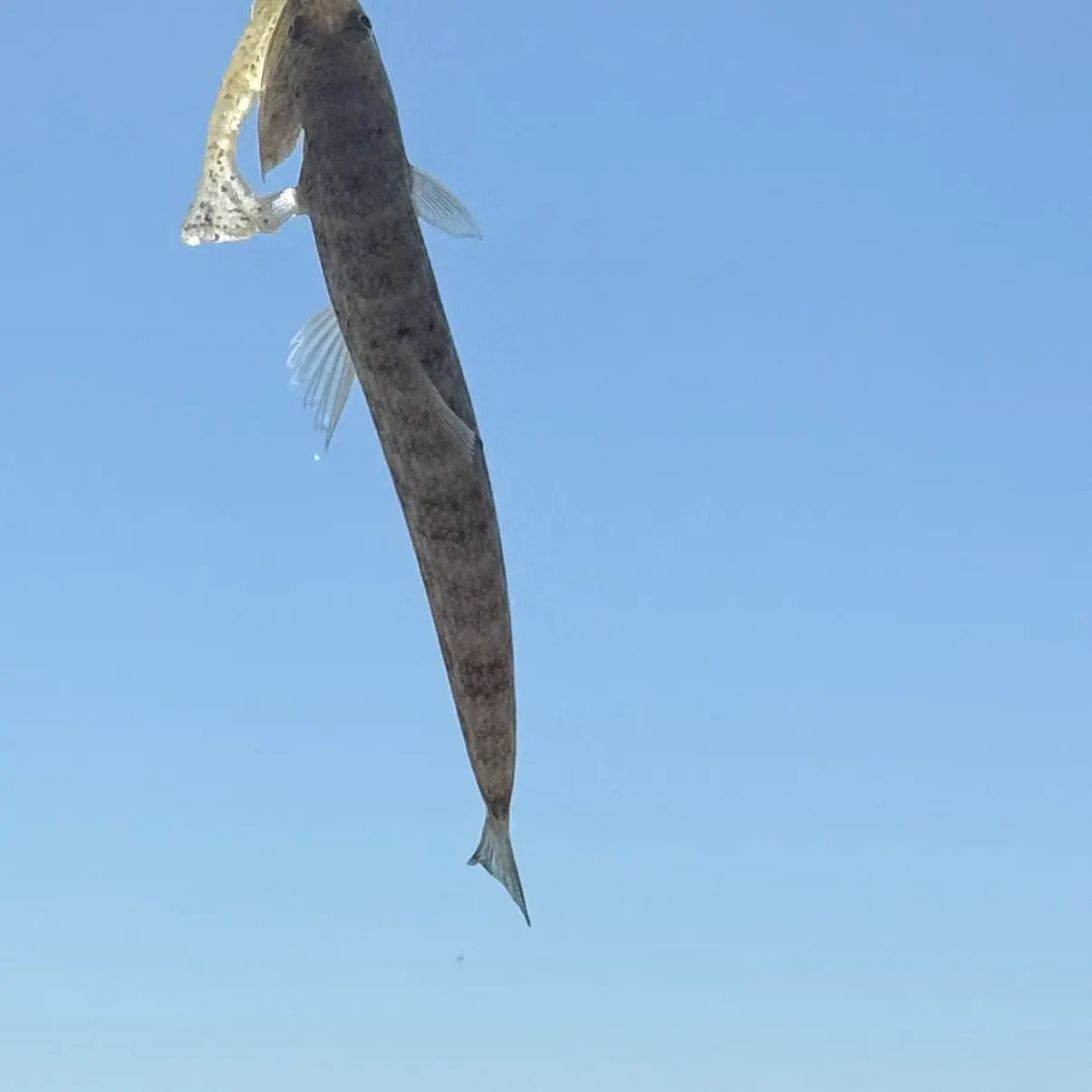 The most recent Inshore lizardfish catches on Fishbrain