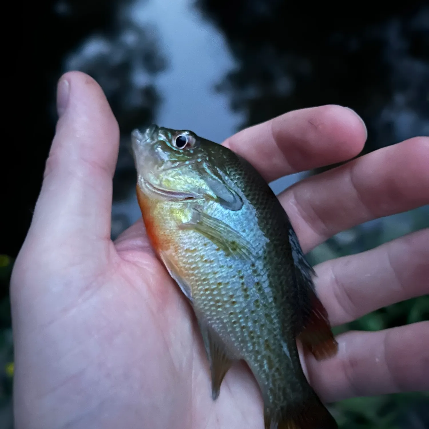 Redbreast sunfish caught on Fishbrain