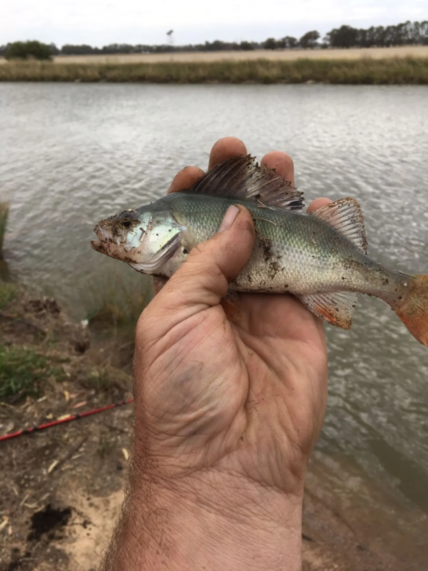 Post image from Dennism1