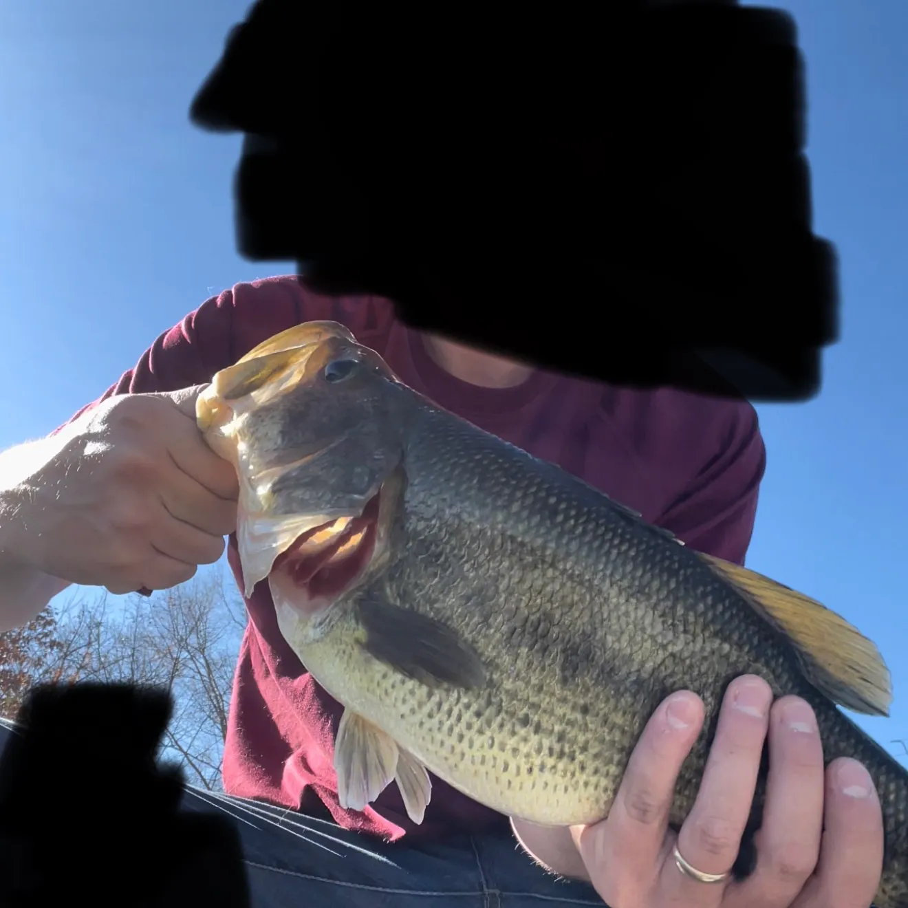 Largemouth bass caught on Fishbrain