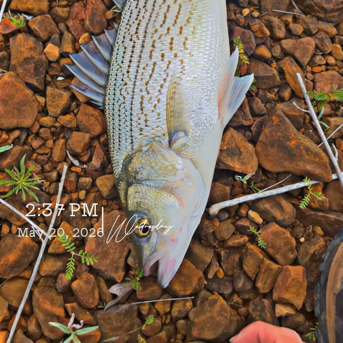 recently logged catches