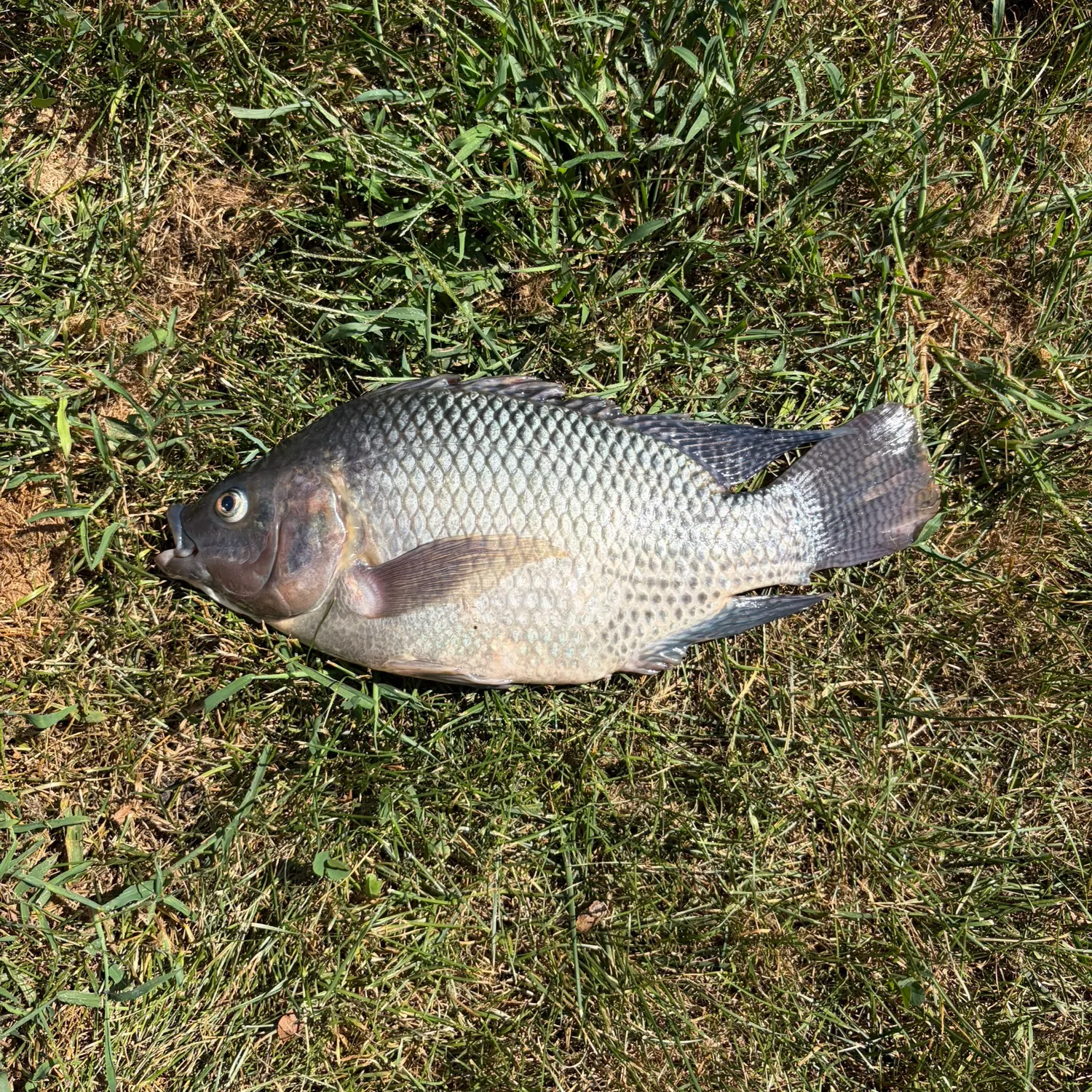 The most recent Nile tilapia catches on Fishbrain