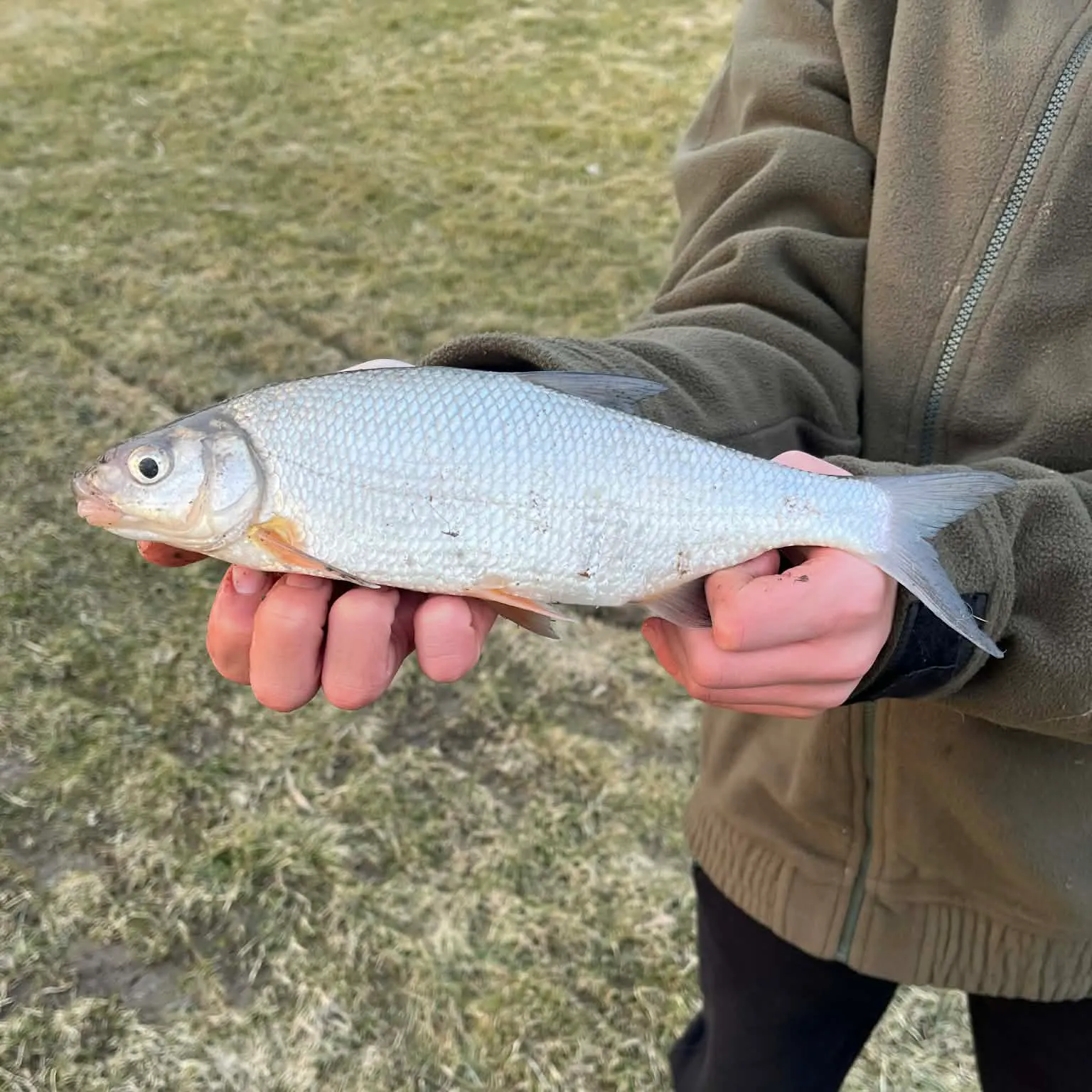 The most recent White bream catches on Fishbrain