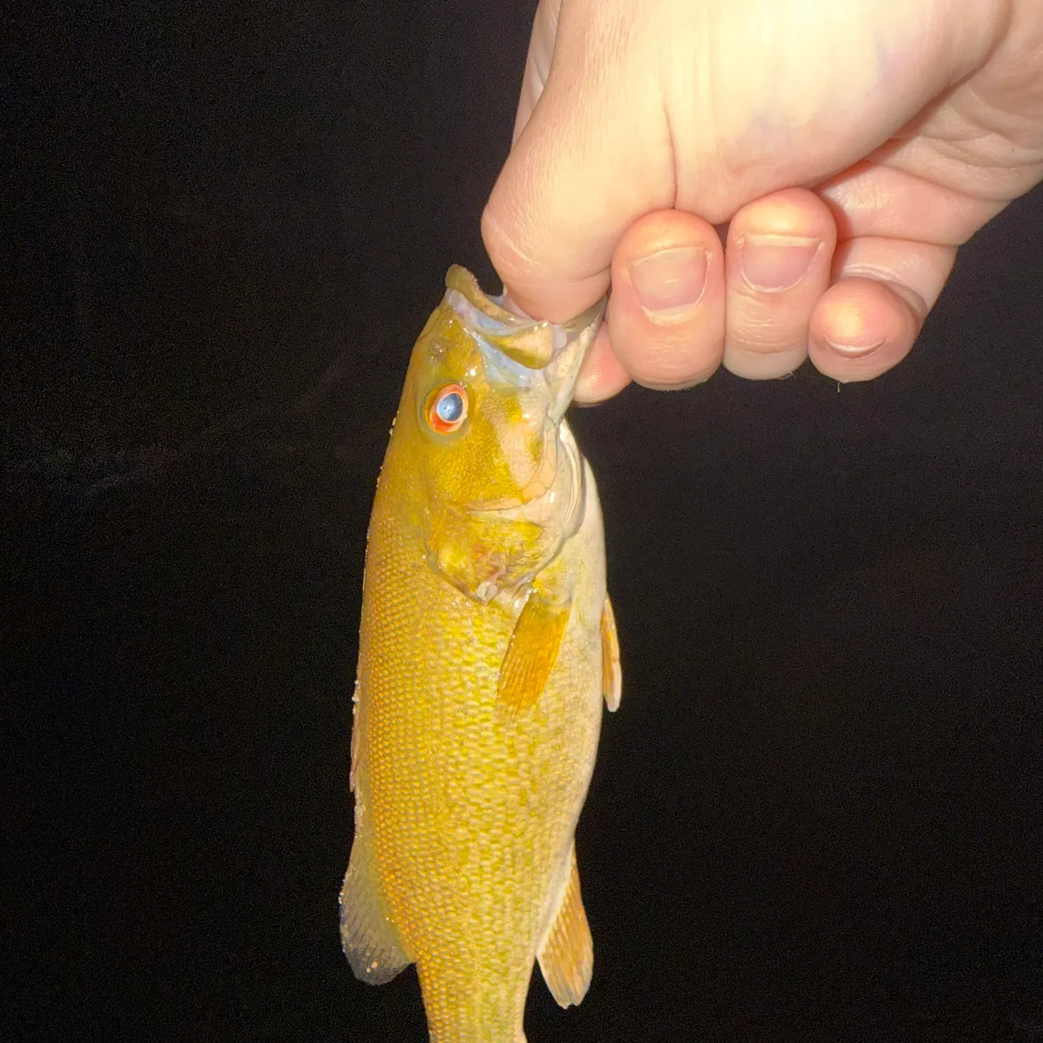 Smallmouth bass caught on Fishbrain