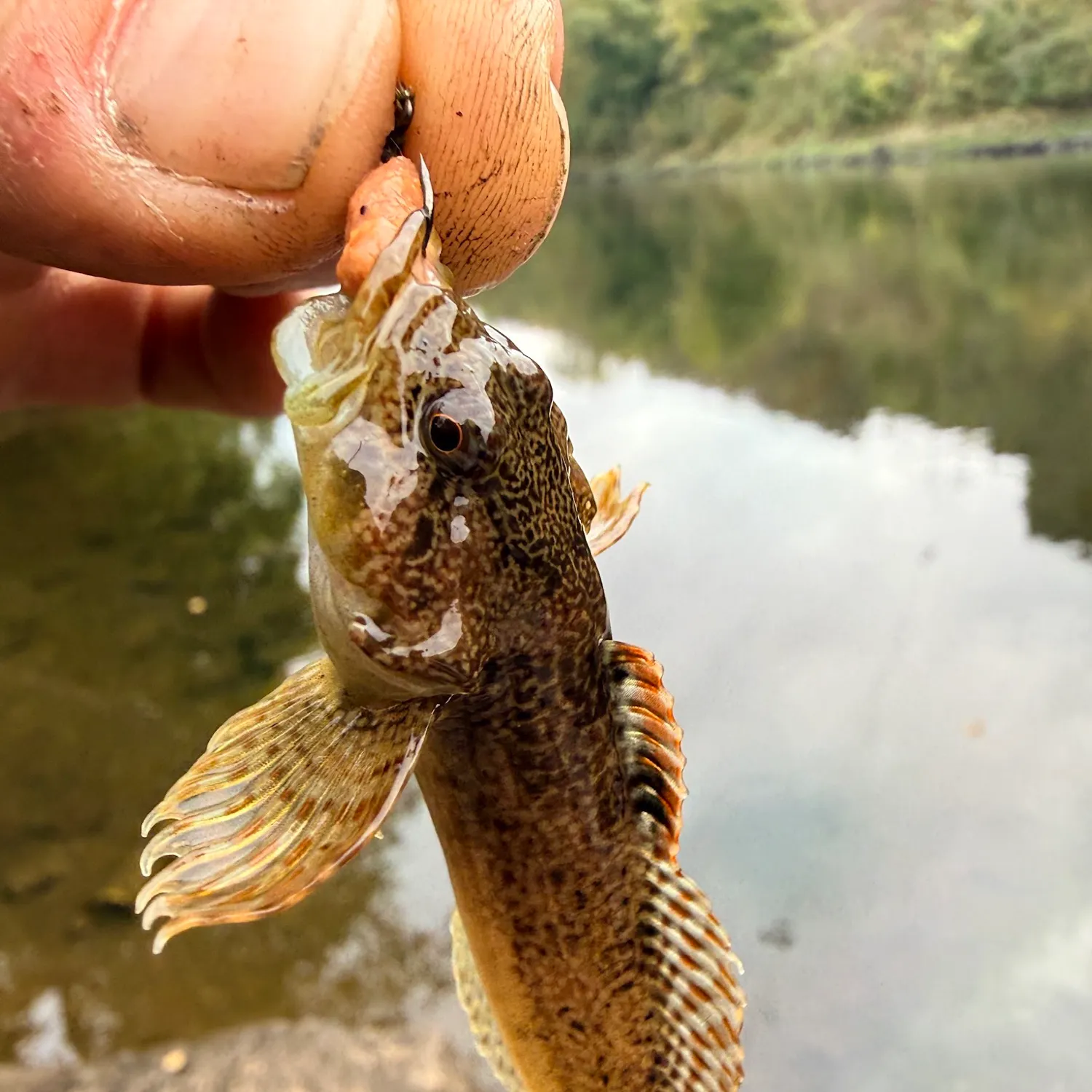 The most recent Mottled sculpin catches on Fishbrain