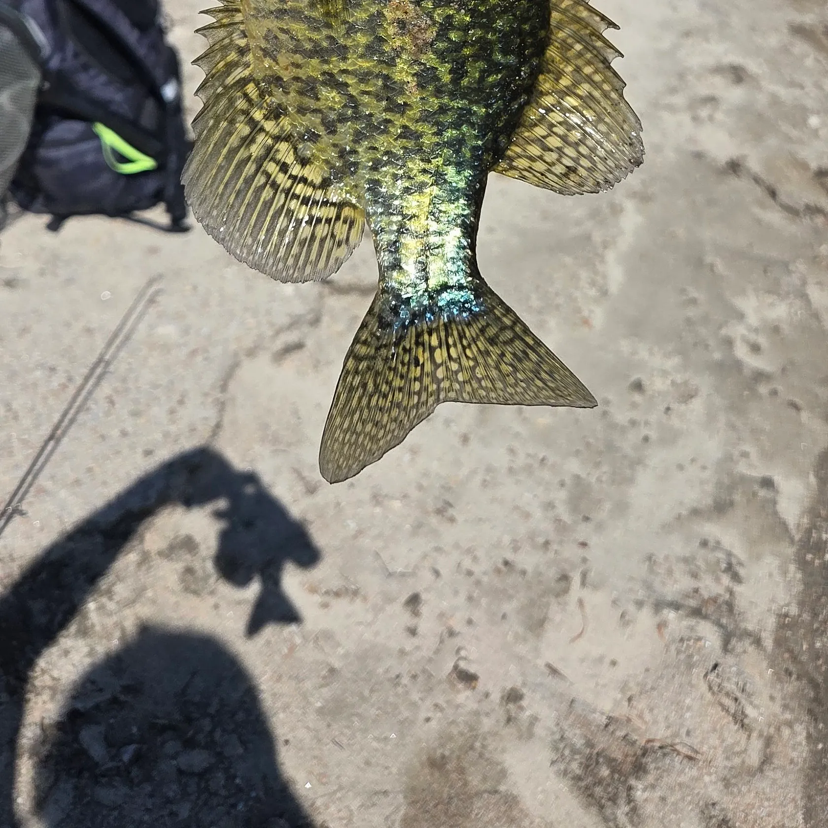 Black crappie caught on Fishbrain