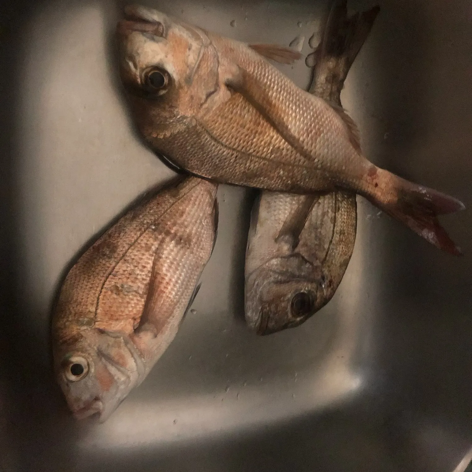 Australasian snapper caught on Fishbrain