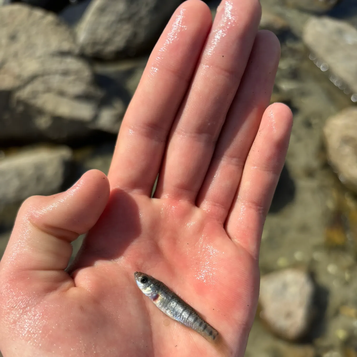 Striped killifish caught on Fishbrain