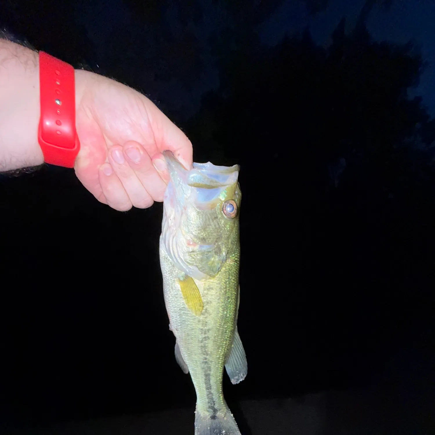 angler catch
