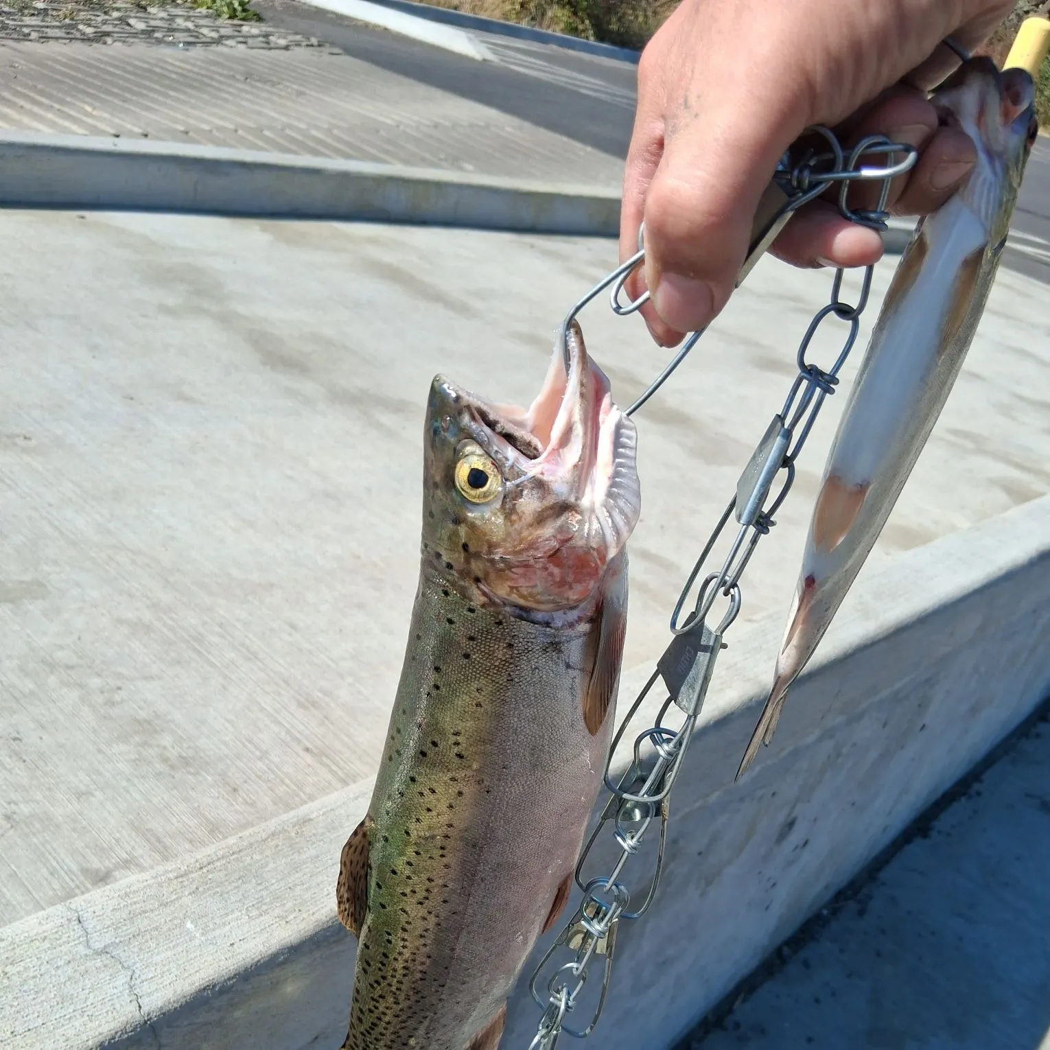 Rainbow trout caught on Fishbrain