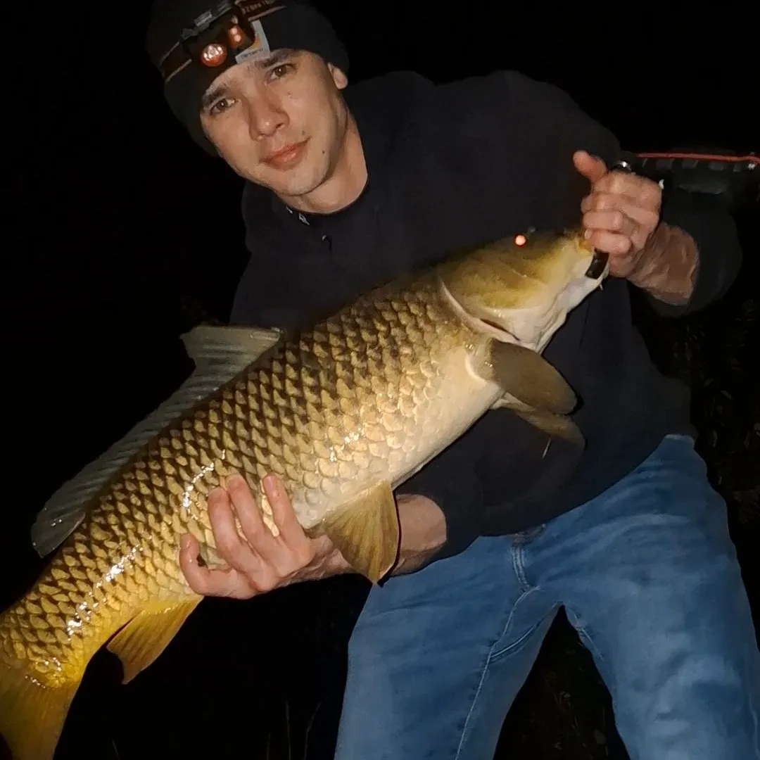Common carp caught on Fishbrain