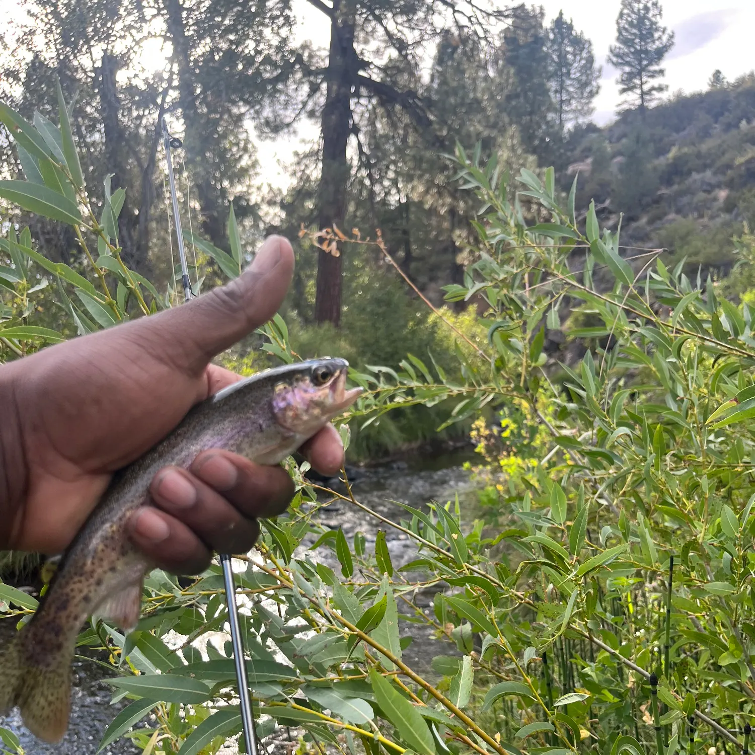 Rainbow trout caught on Fishbrain