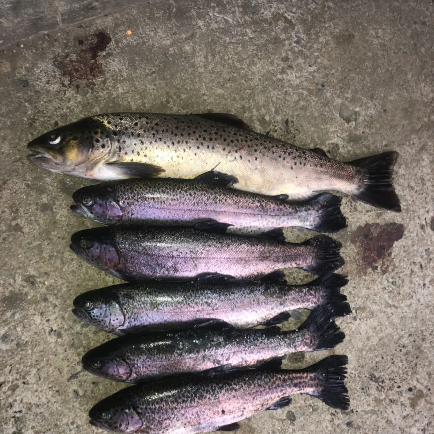 recently logged catches