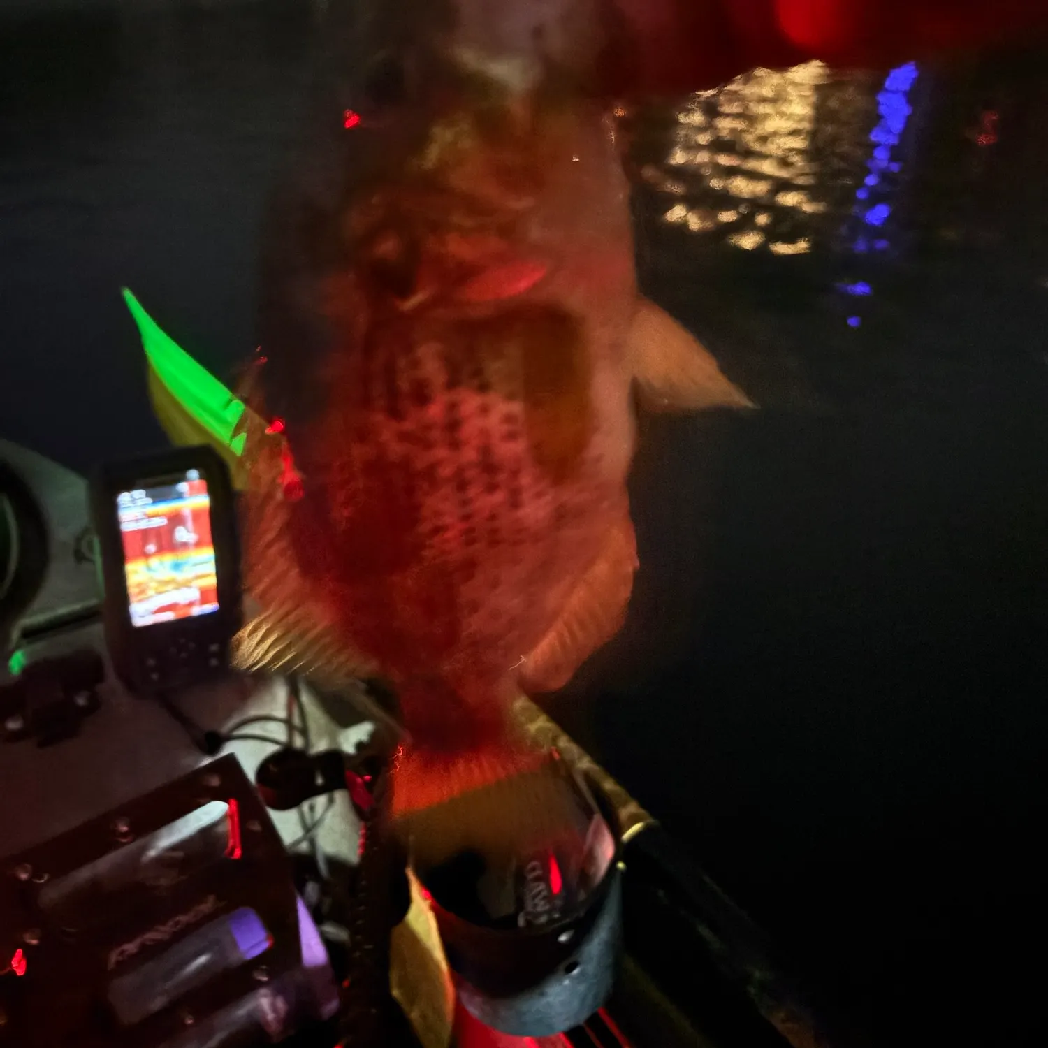 Rock bass caught on Fishbrain