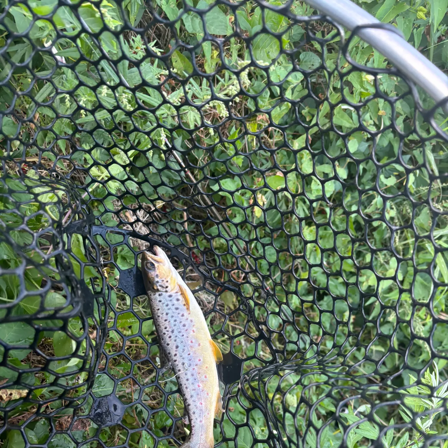 Brown trout caught on Fishbrain