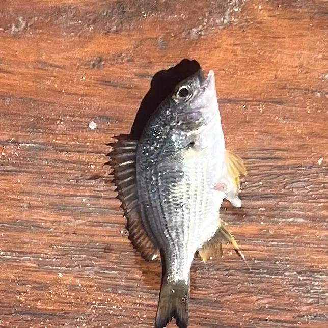 Surf bream caught on Fishbrain