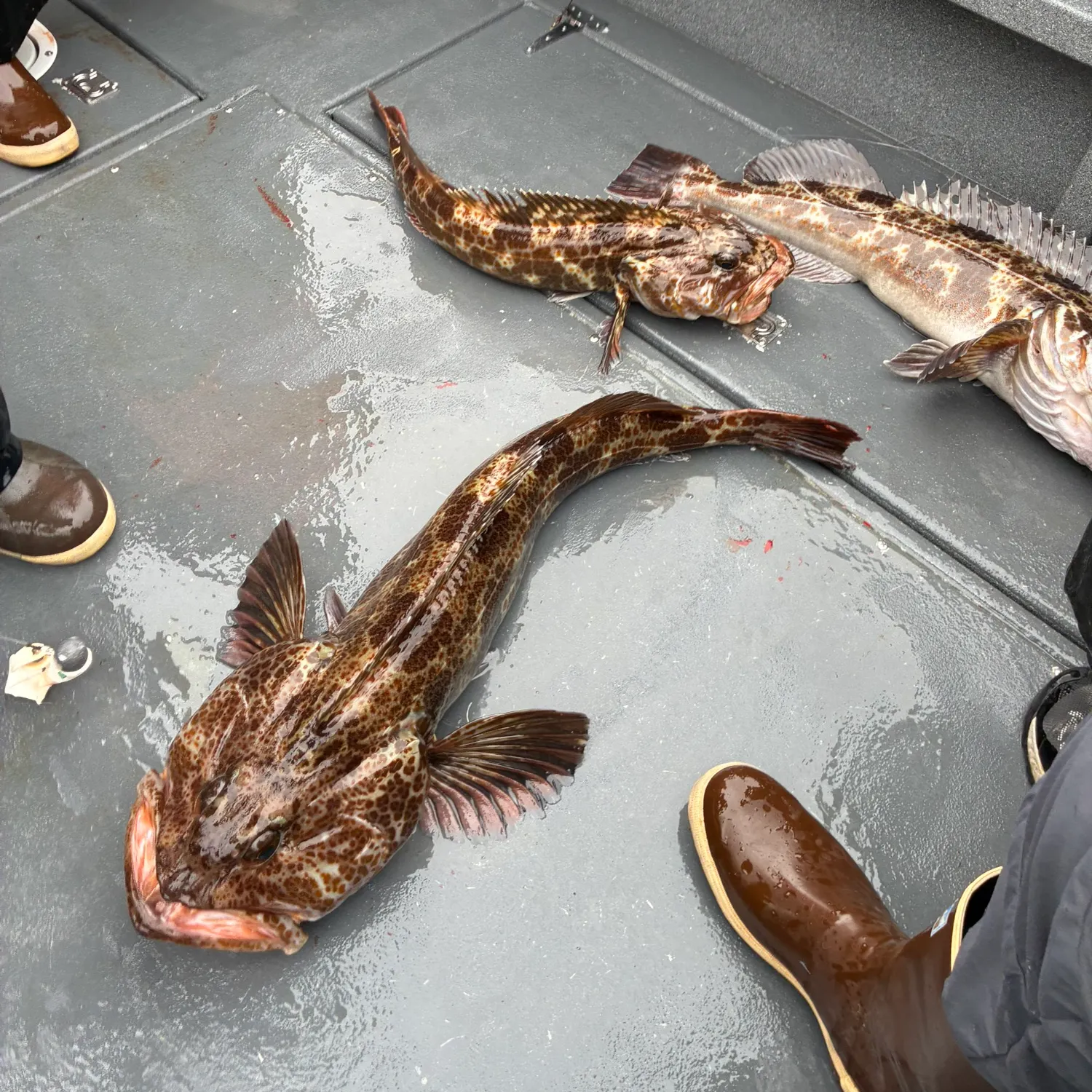 The most recent Lingcod catches on Fishbrain