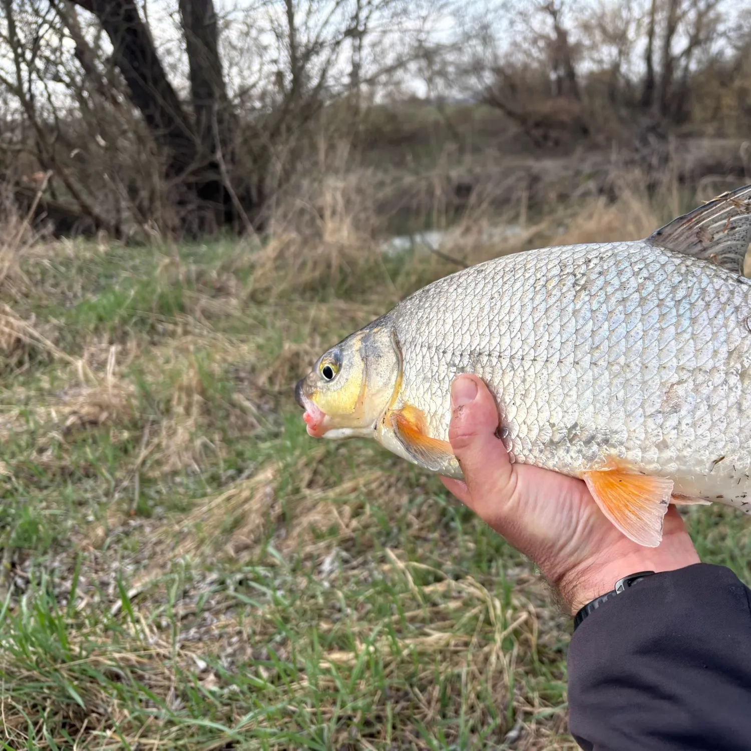 The most recent Vimba bream catches on Fishbrain