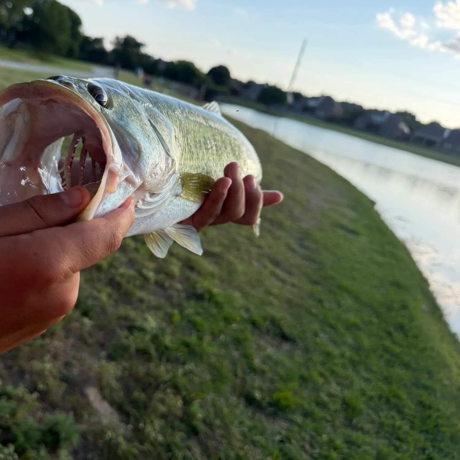 Fish caught on Fishbrain