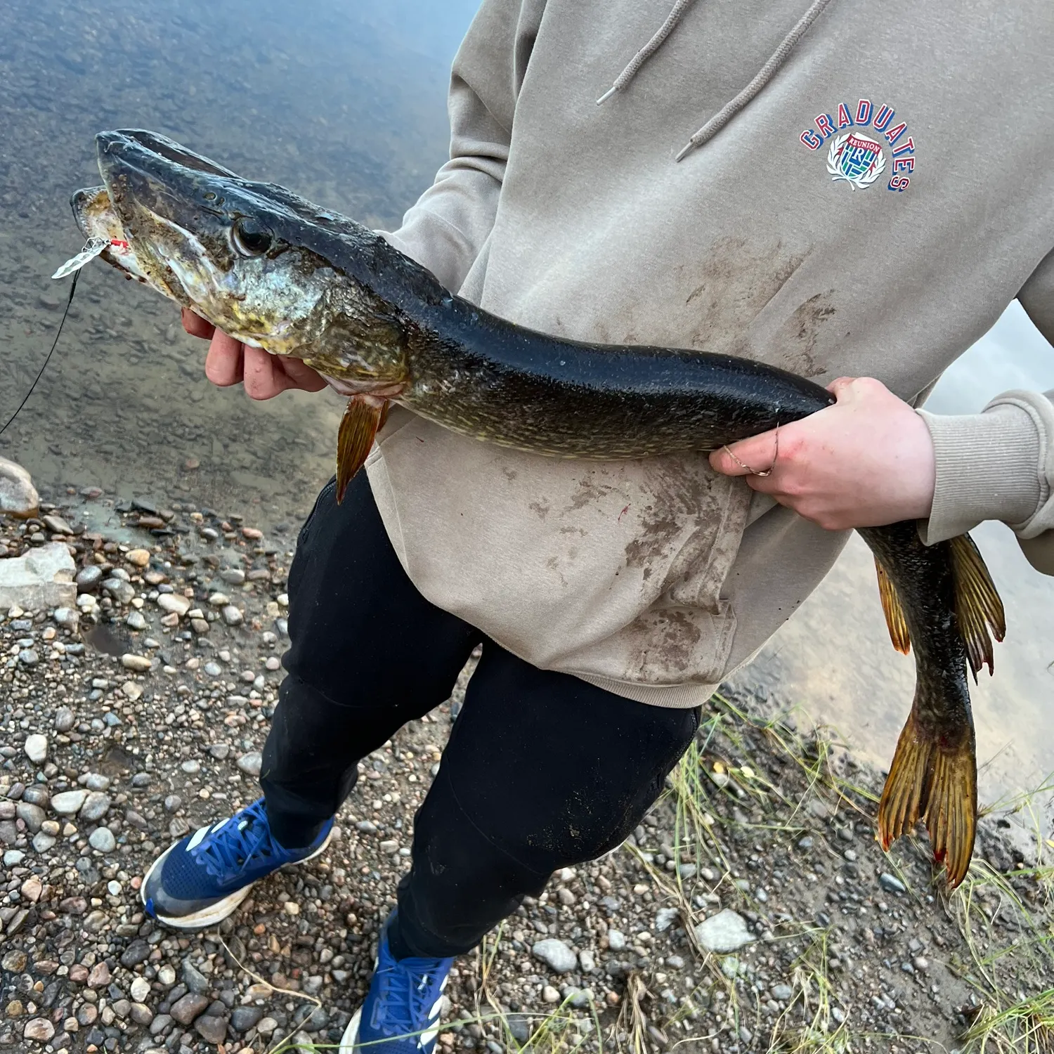 Northern pike caught on Fishbrain