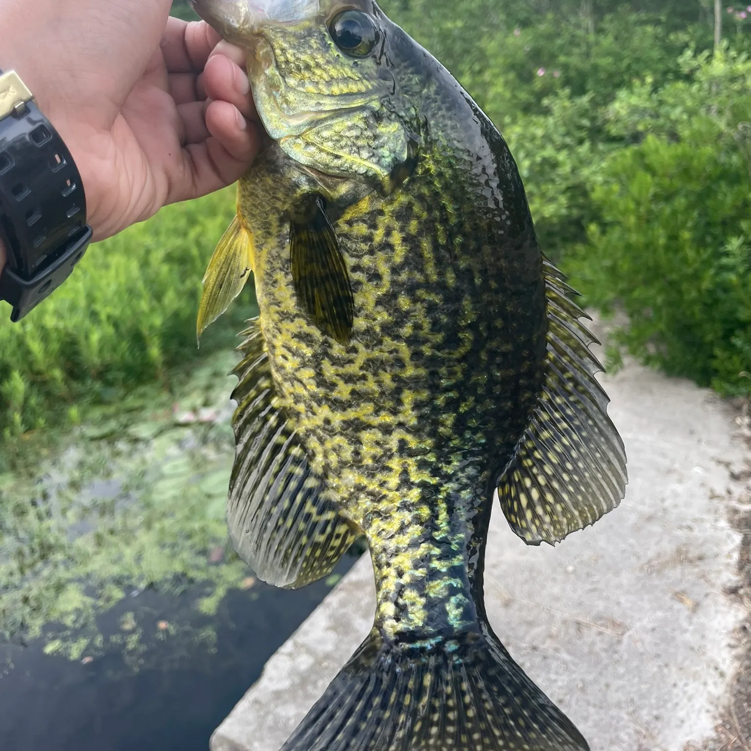 recently logged catches