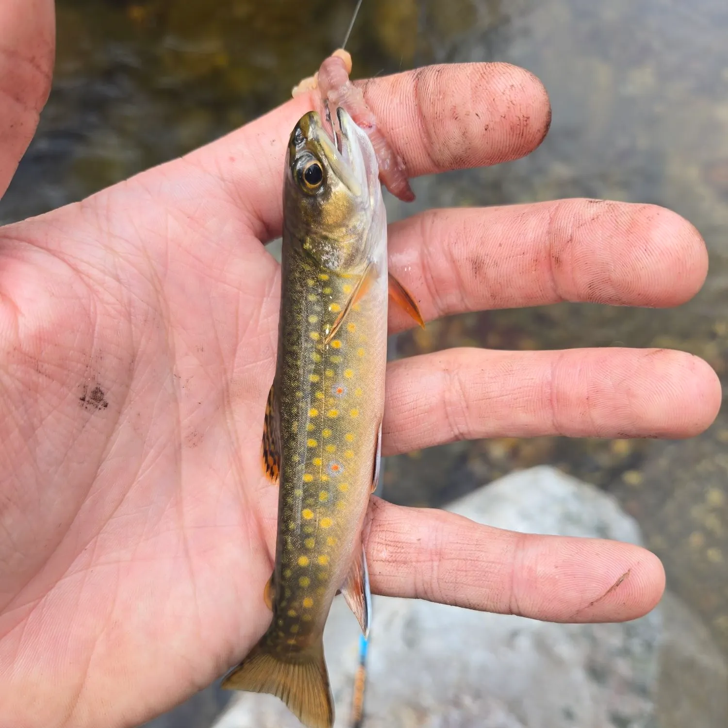 Brook trout caught on Fishbrain