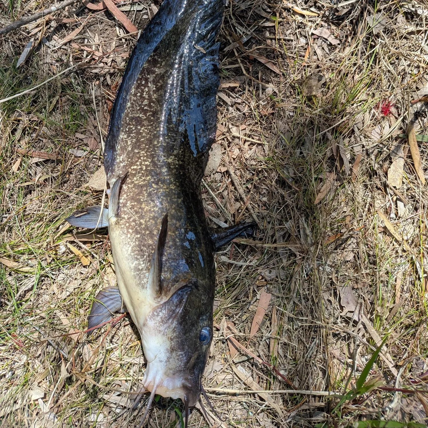 The most recent Dewfish catches on Fishbrain