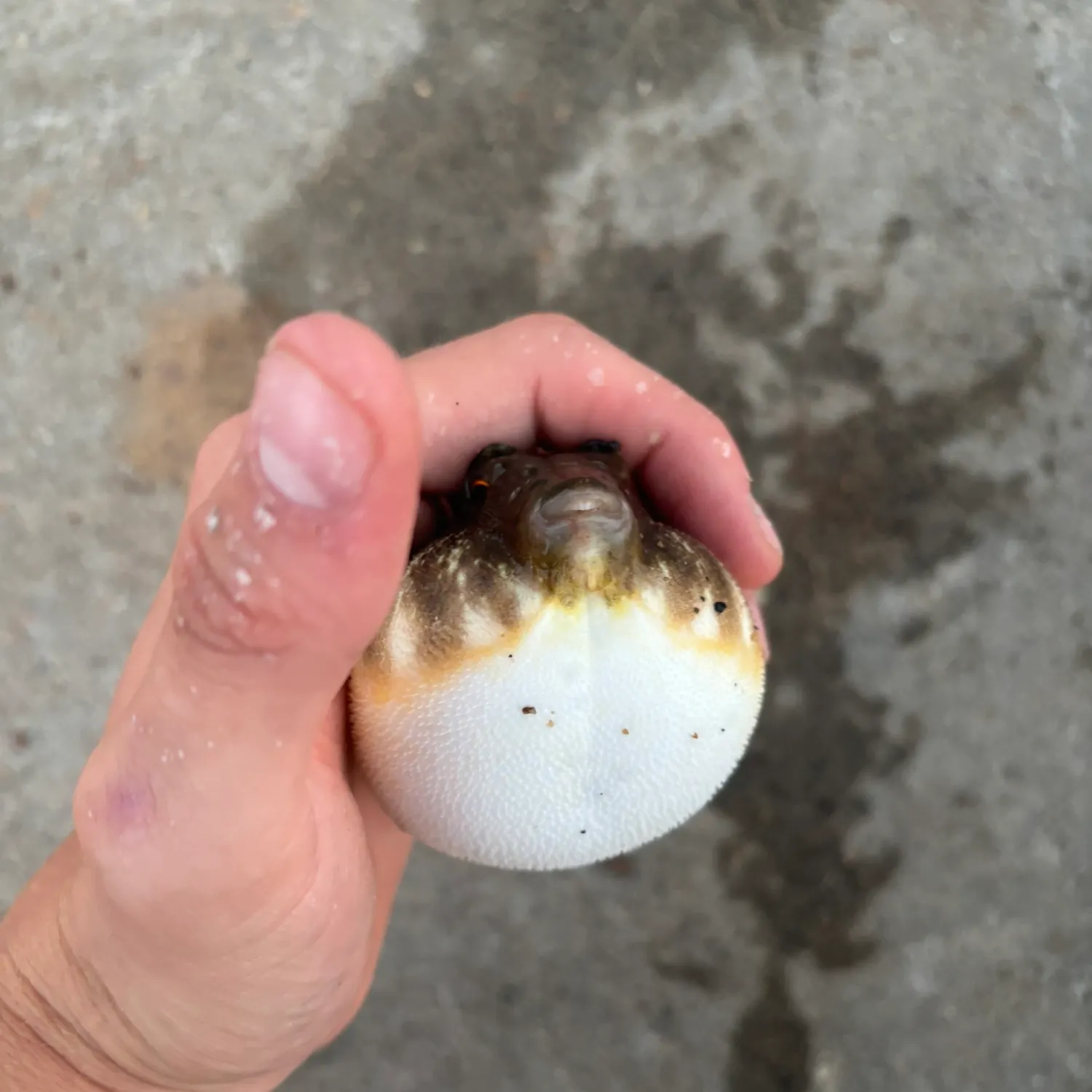 Northern puffer caught on Fishbrain