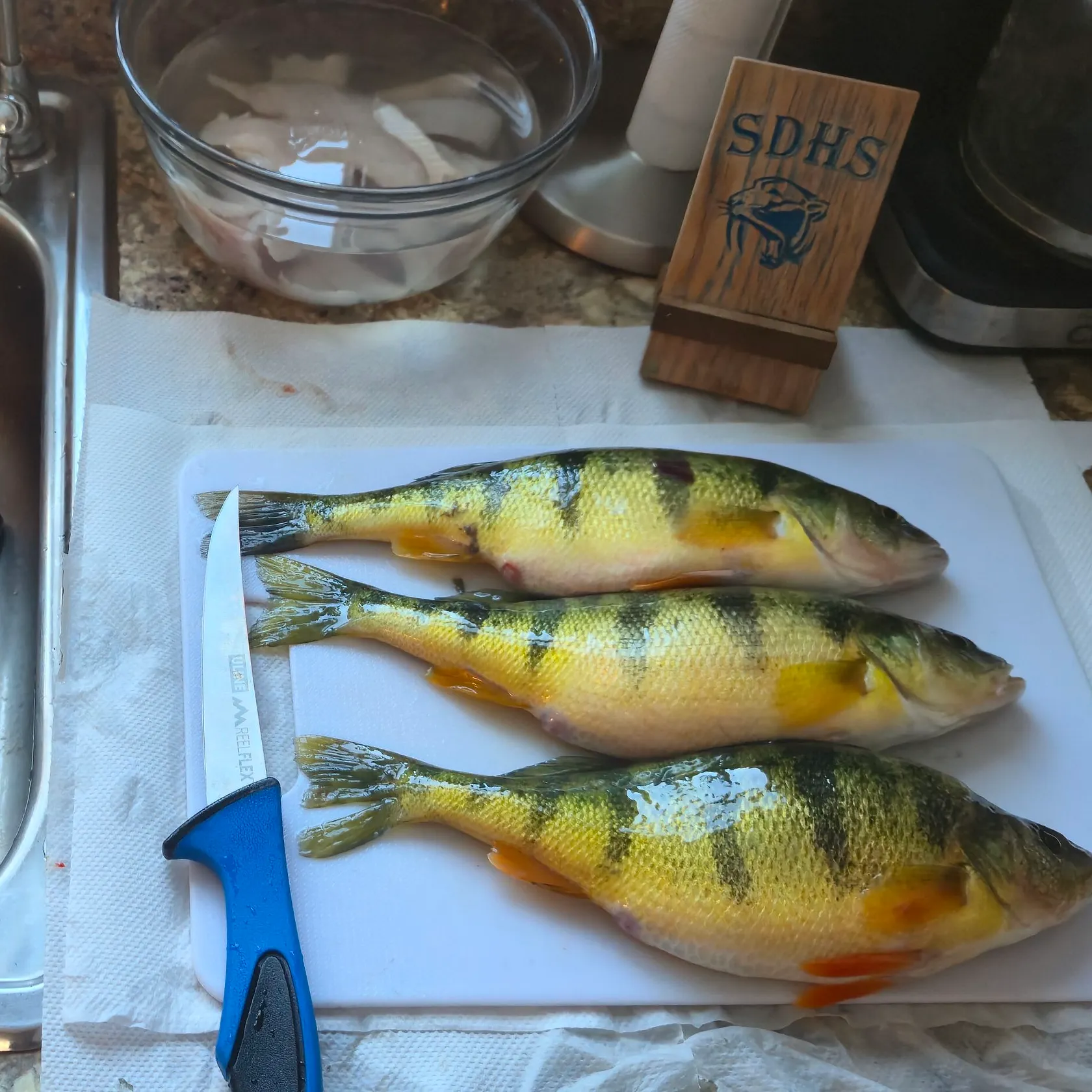 The most recent Yellow perch catches on Fishbrain