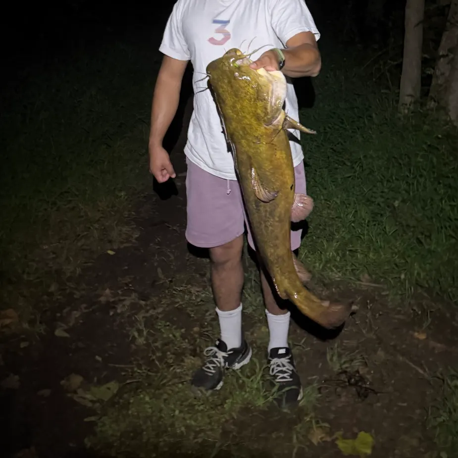 Flathead catfish caught on Fishbrain