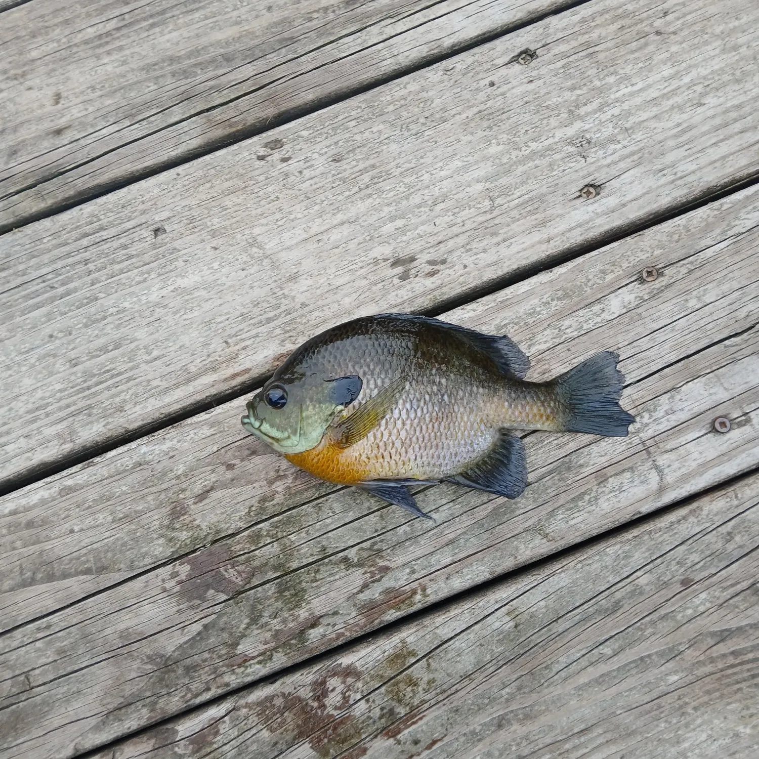 Bluegill caught on Fishbrain