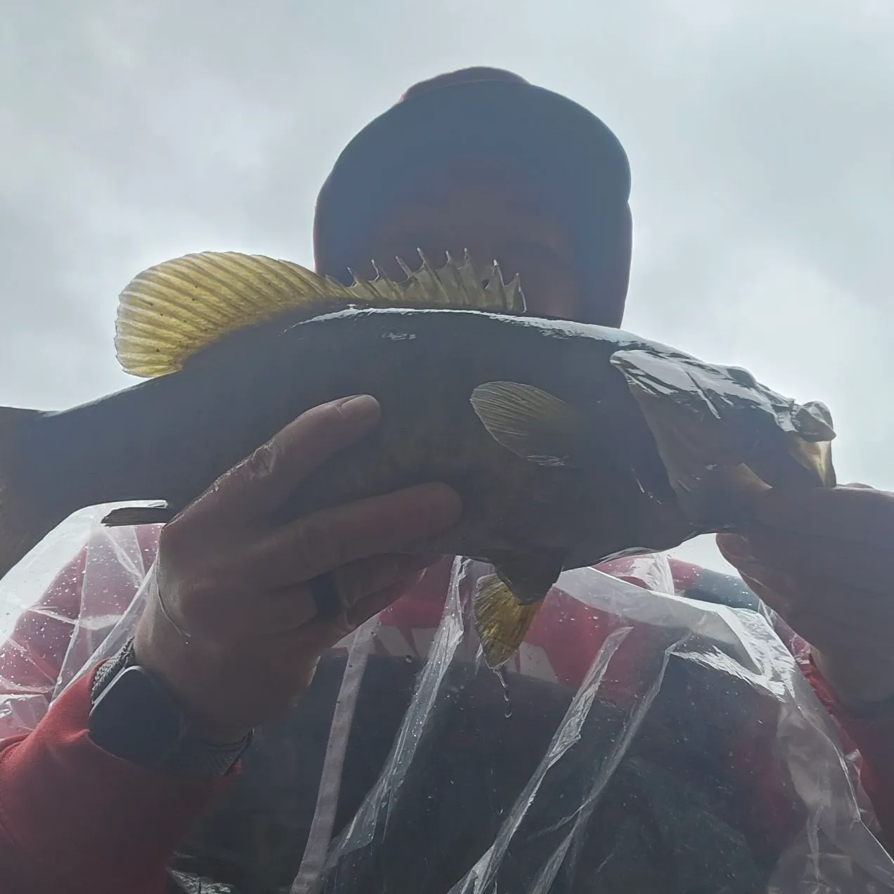 Smallmouth bass caught on Fishbrain