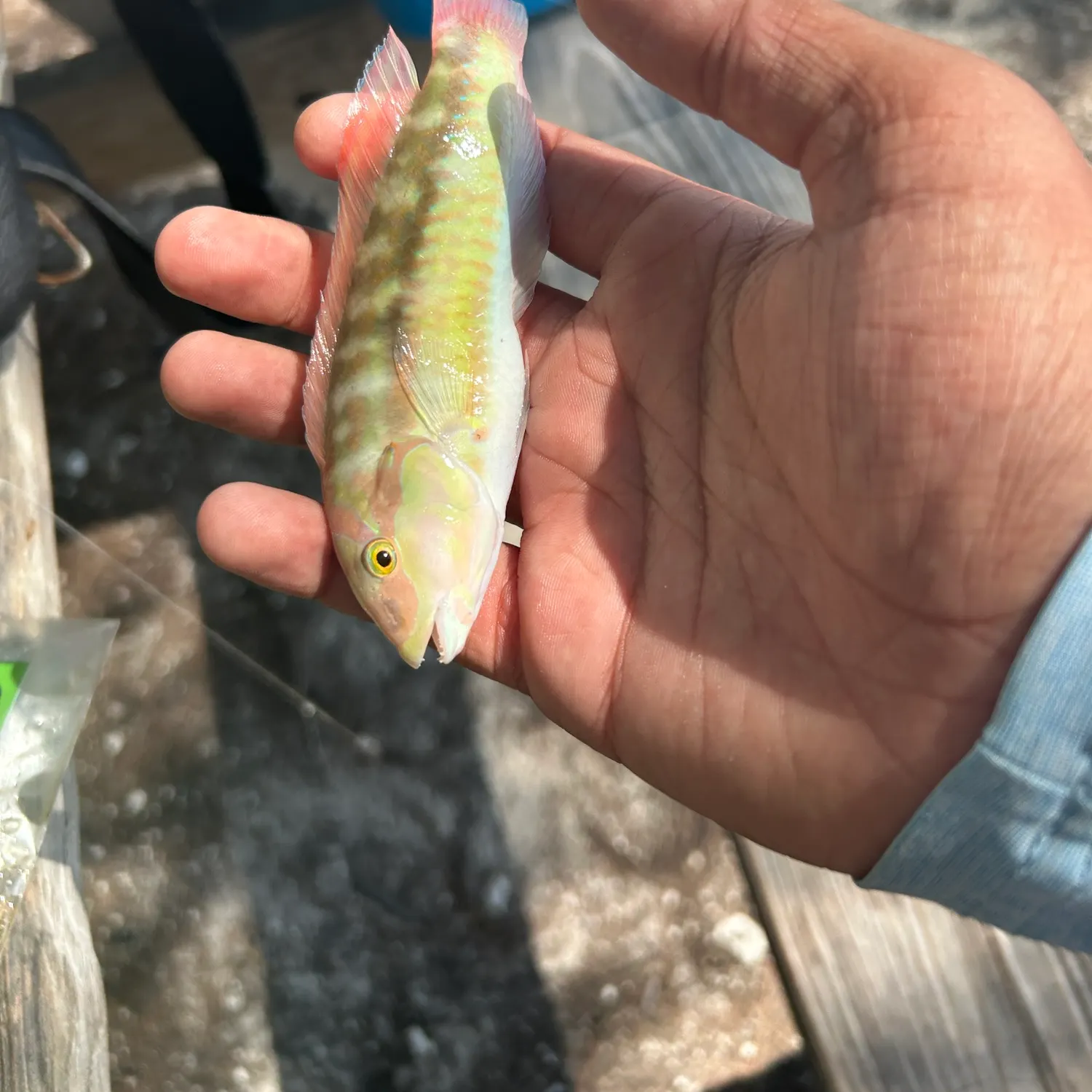 The most recent Clown wrasse catches on Fishbrain