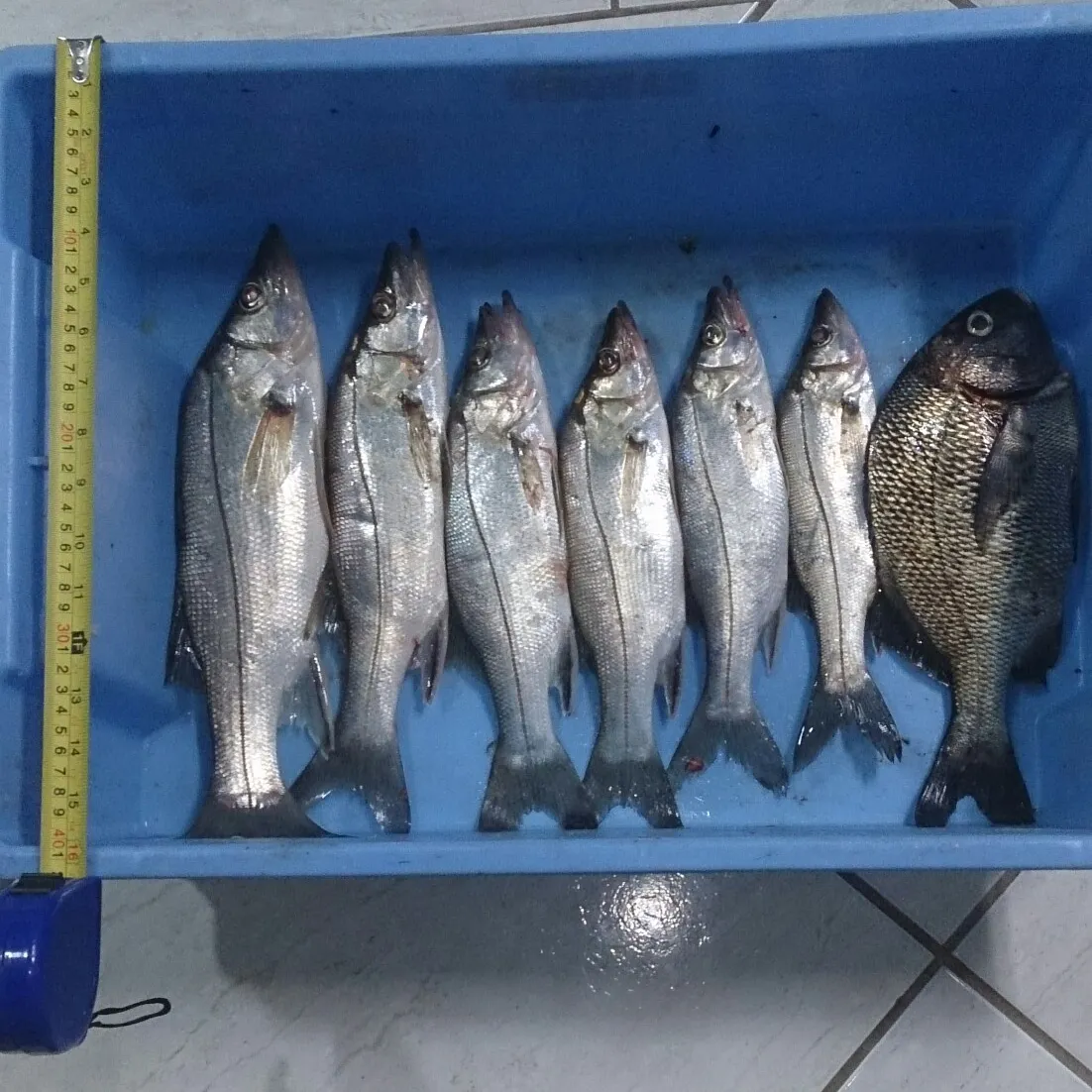 recently logged catches