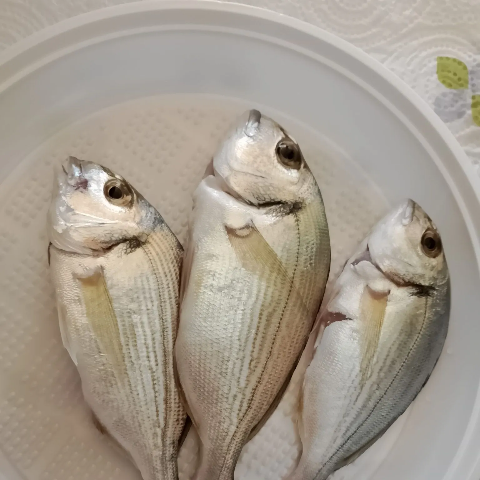 White seabream caught on Fishbrain