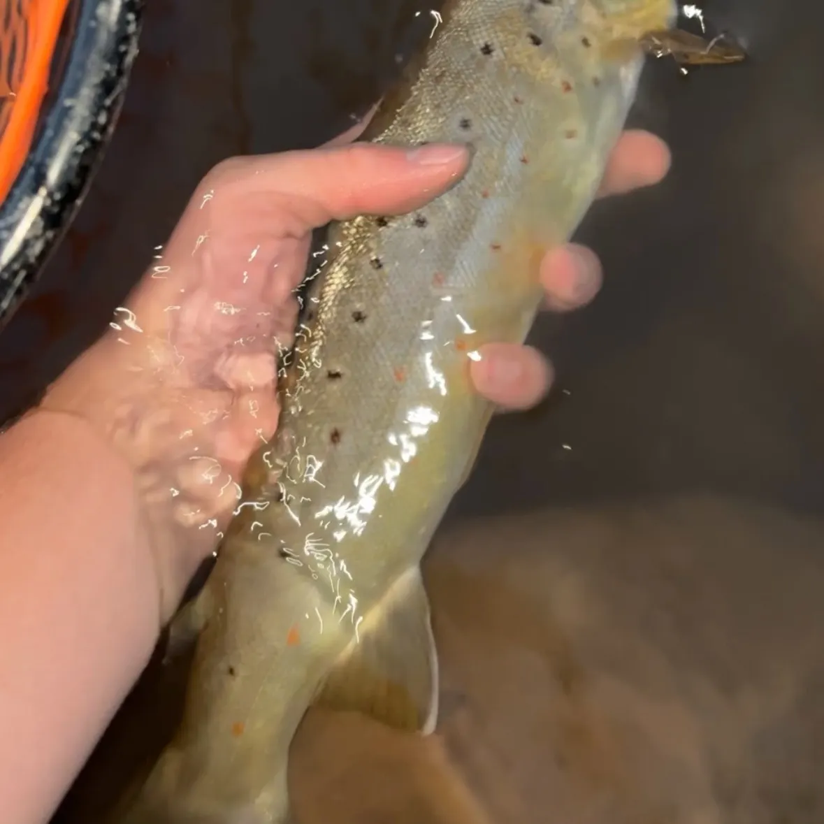 Brown trout caught on Fishbrain