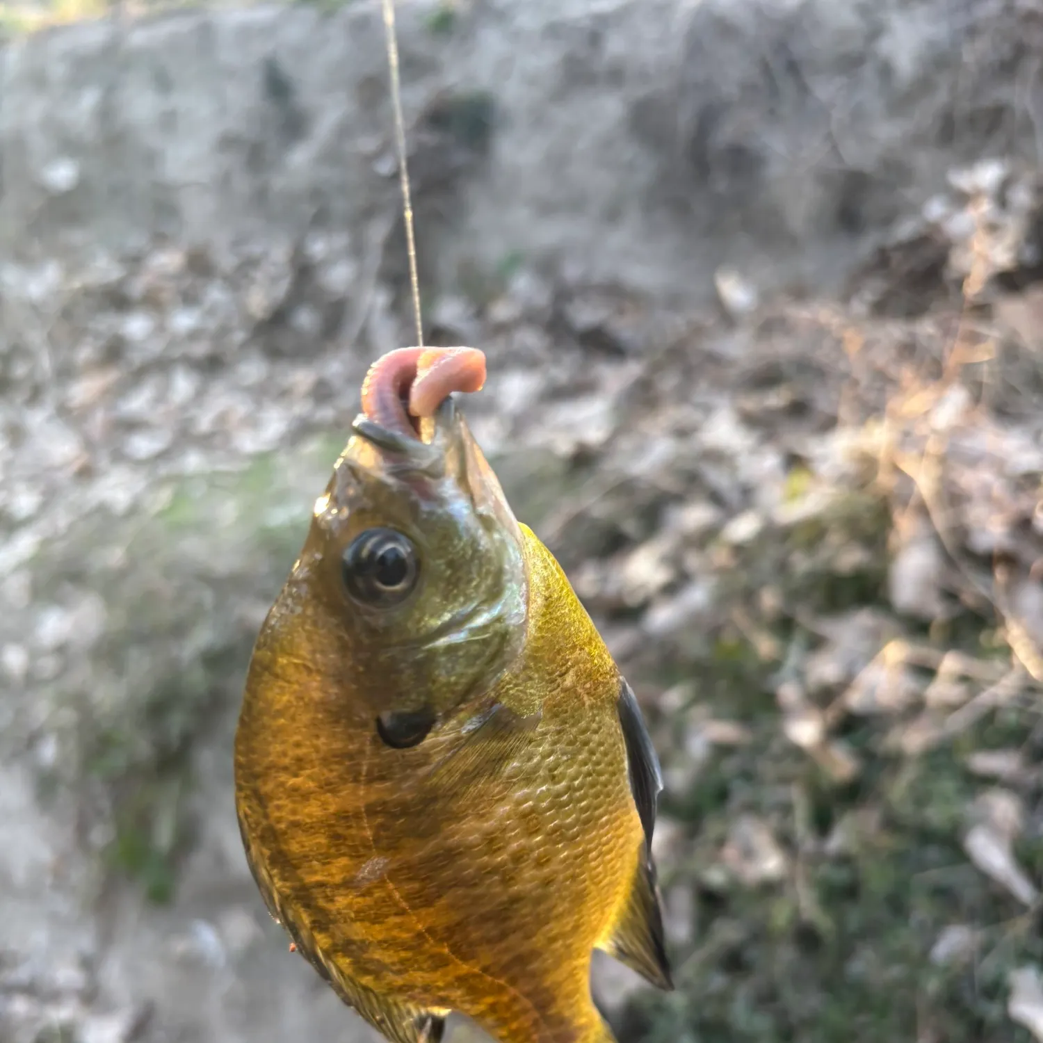 The most recent Redear sunfish catches on Fishbrain