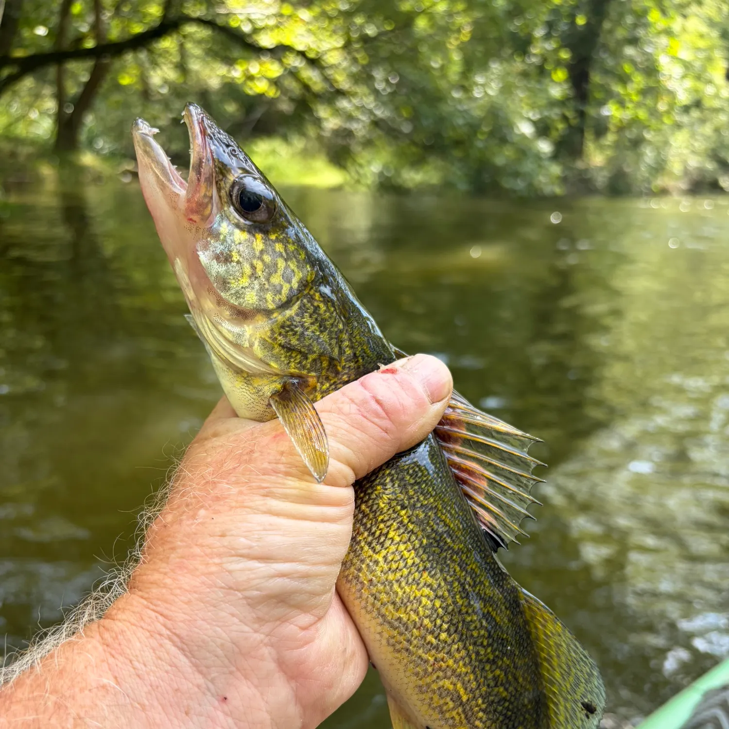 Walleye caught on Fishbrain