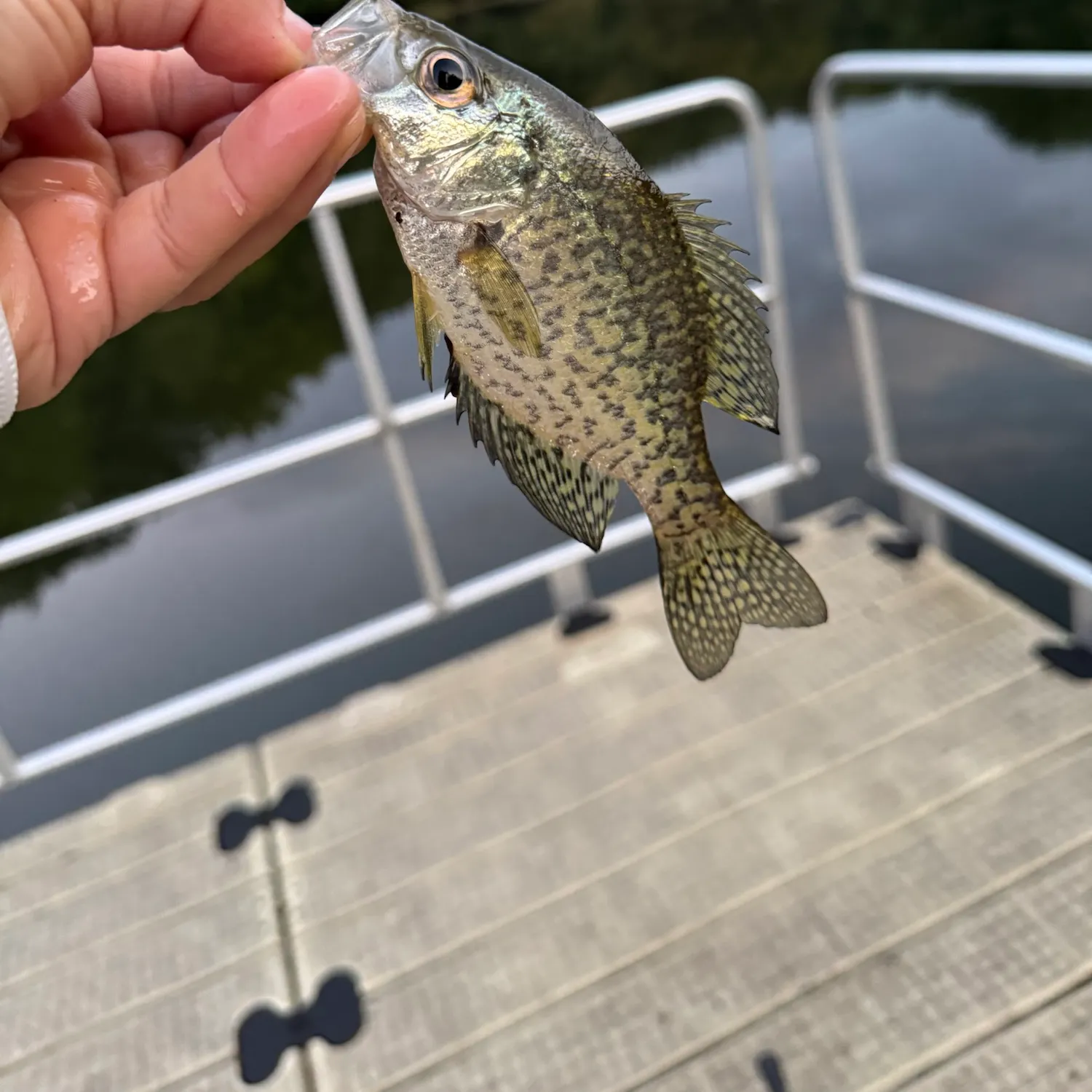 Black crappie caught on Fishbrain