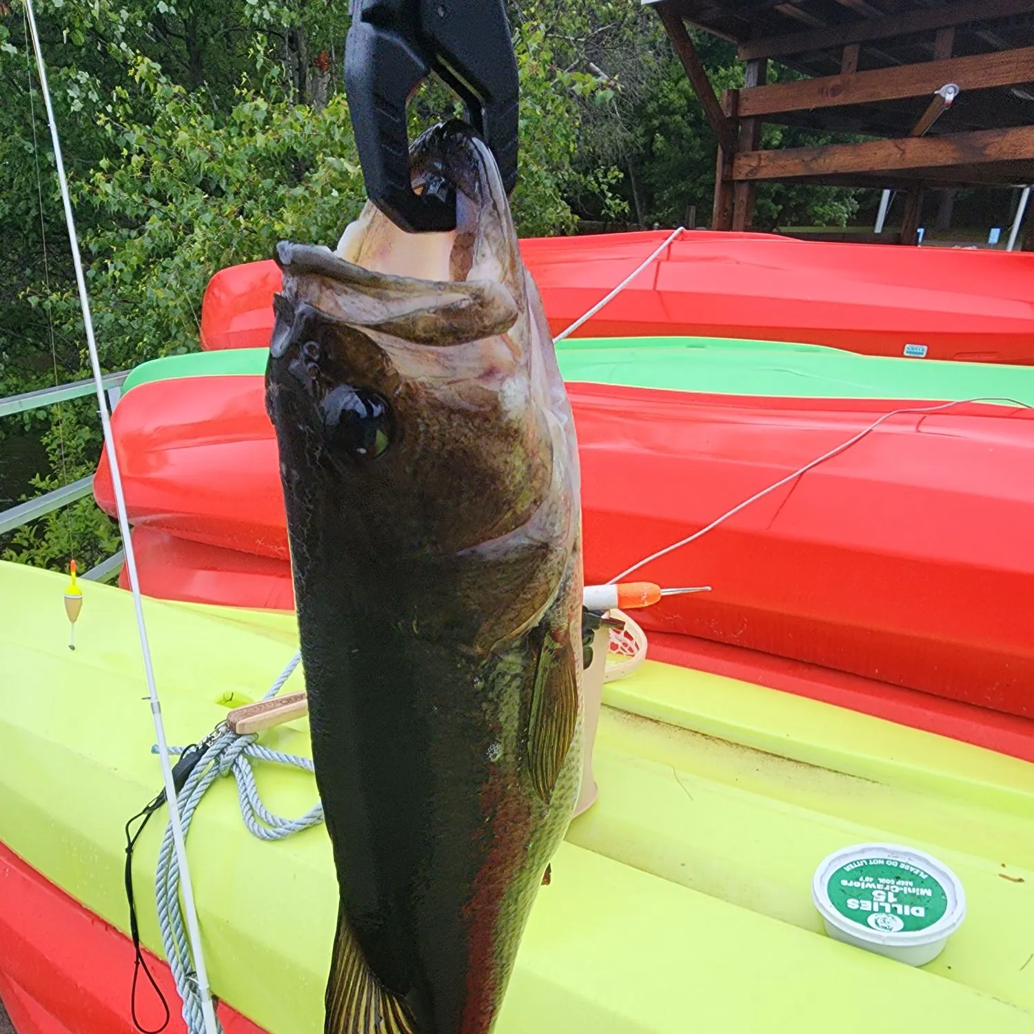 recently logged catches