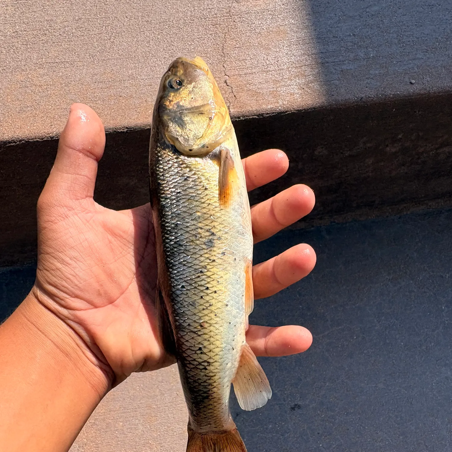 The most recent Creek chub catches on Fishbrain