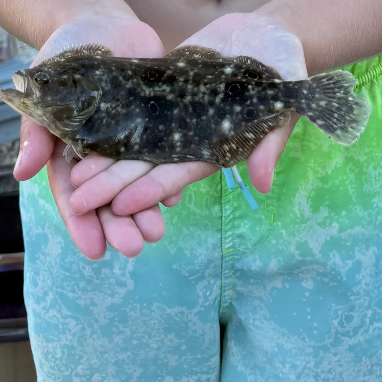 Summer flounder caught on Fishbrain