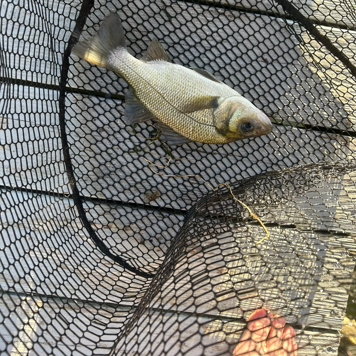 White perch caught on Fishbrain