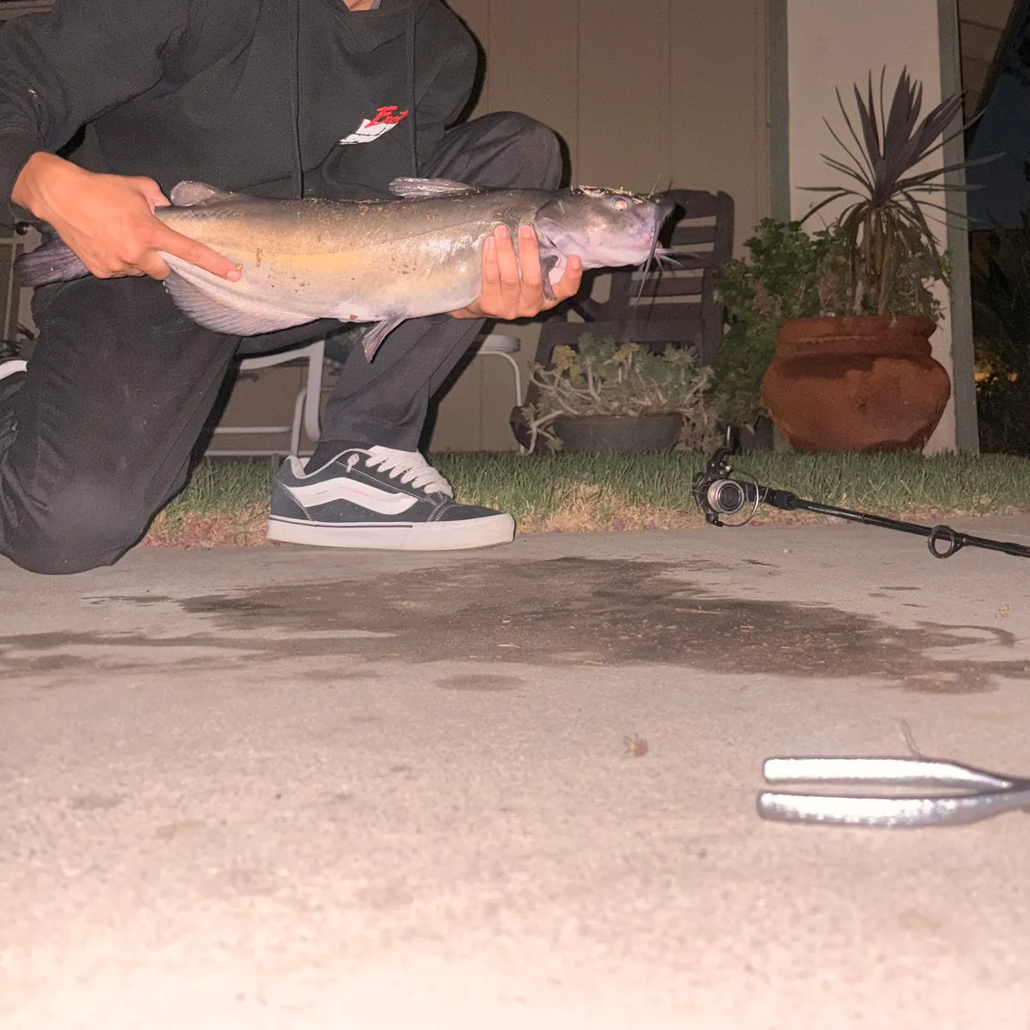 Channel catfish caught on Fishbrain
