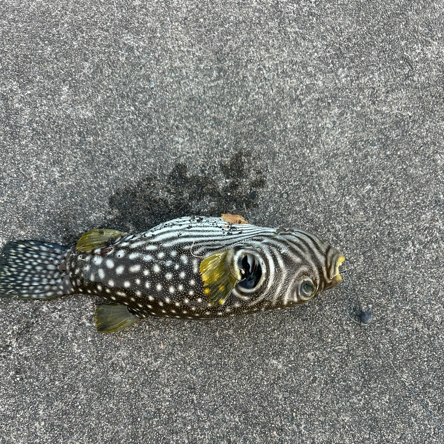 The most recent Reticulated pufferfish catches on Fishbrain