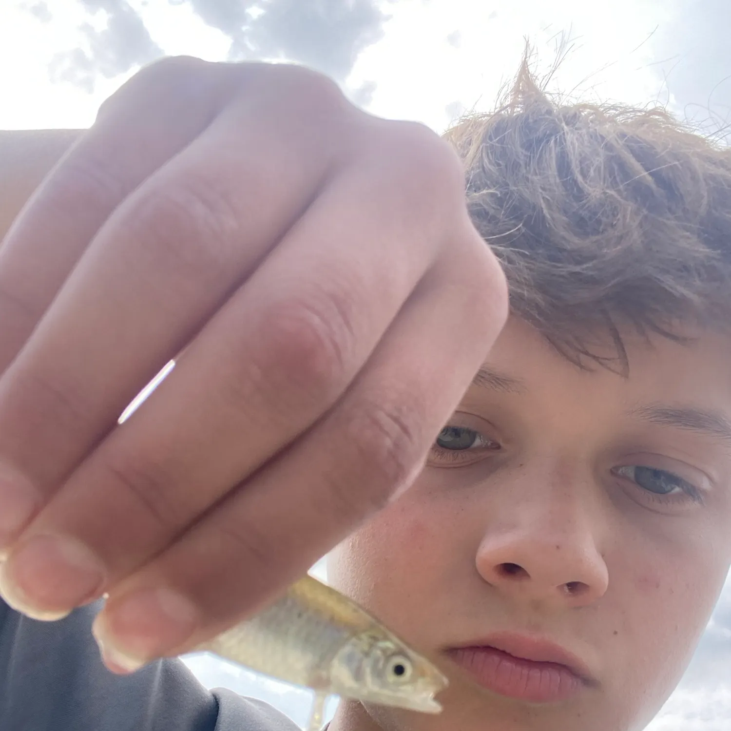 The most recent Round whitefish catches on Fishbrain