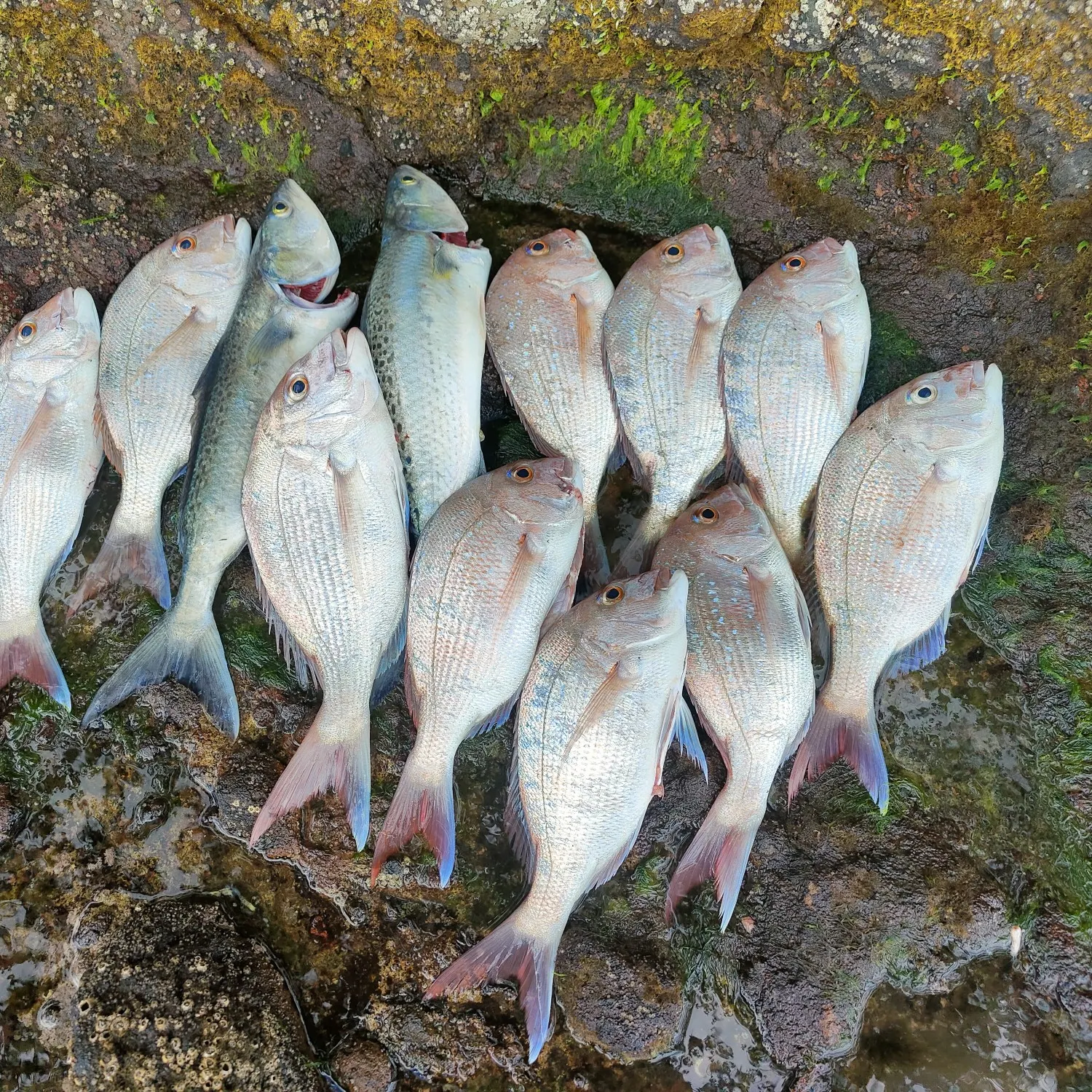 recently logged catches