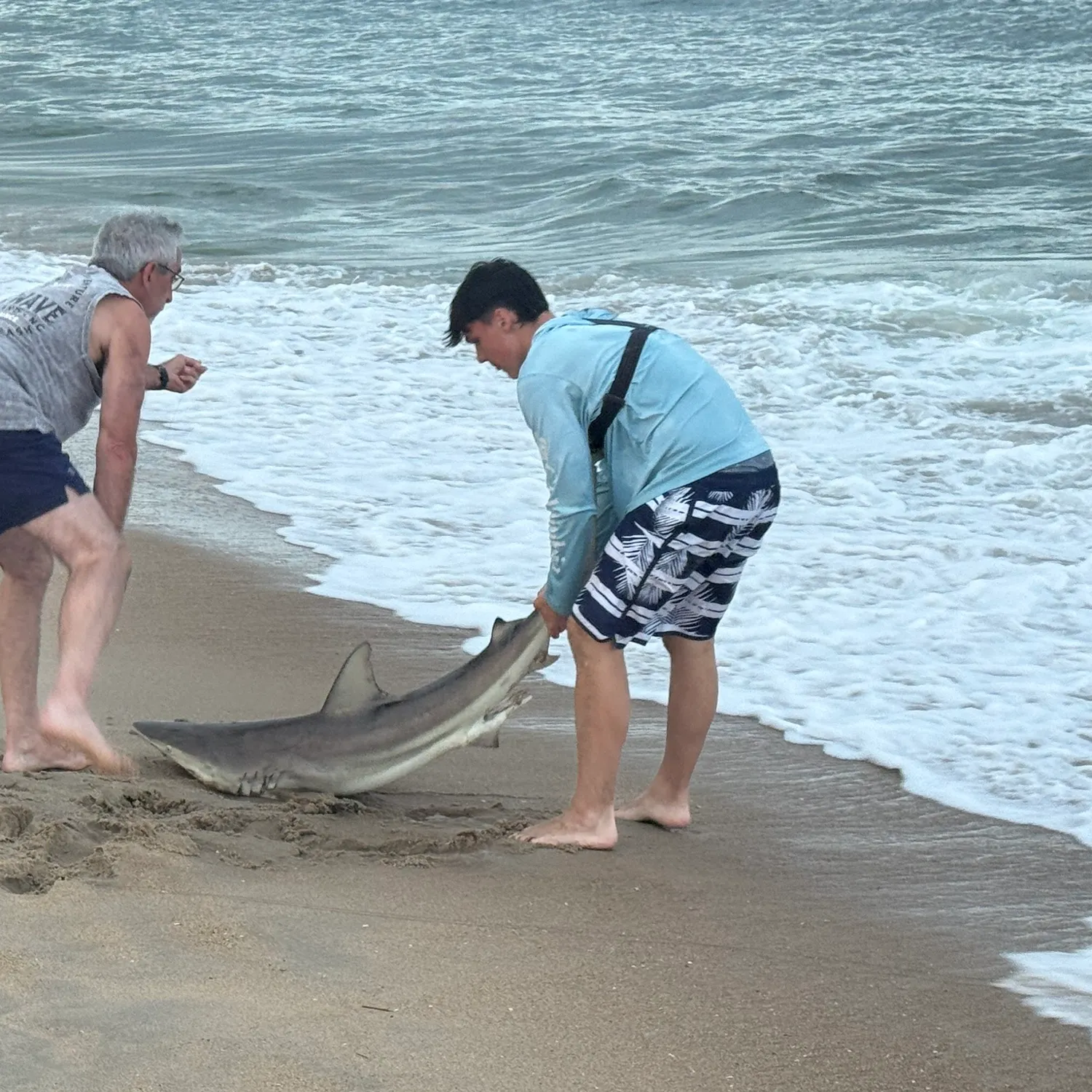 The most recent Sandbar shark catches on Fishbrain